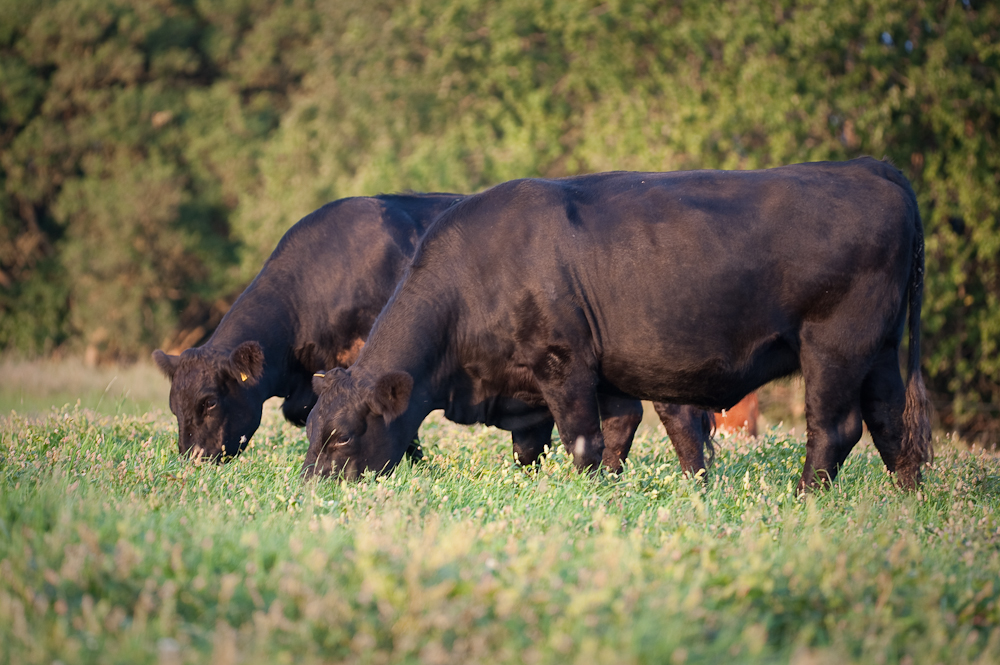 Bølling Angus